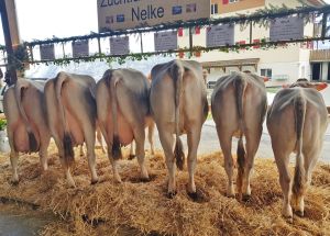 ZF Nesto NELKE  Wallimann Martin Alpnach Dorf A89